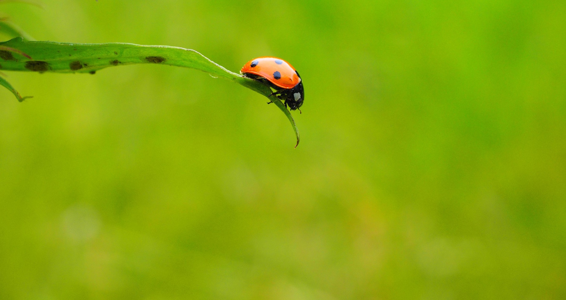 ladybug-quote-image-fly.jpg