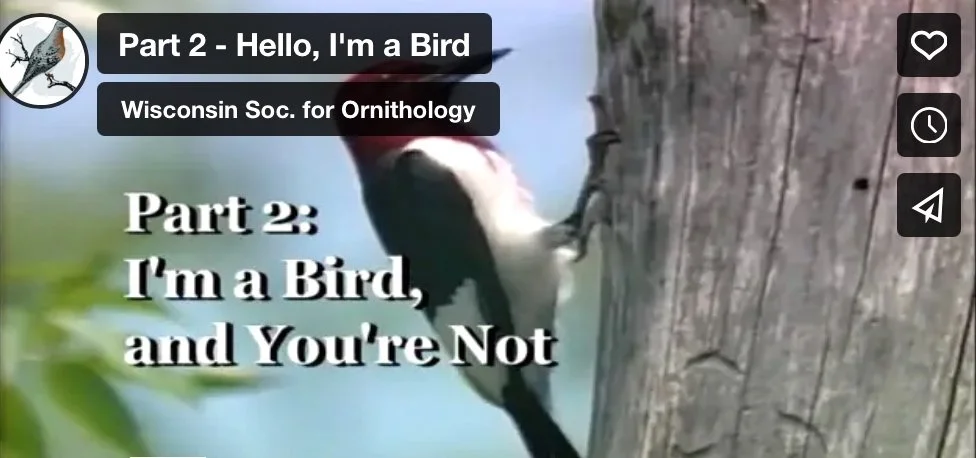 Part 2 - I'm a Bird, and You're Not
