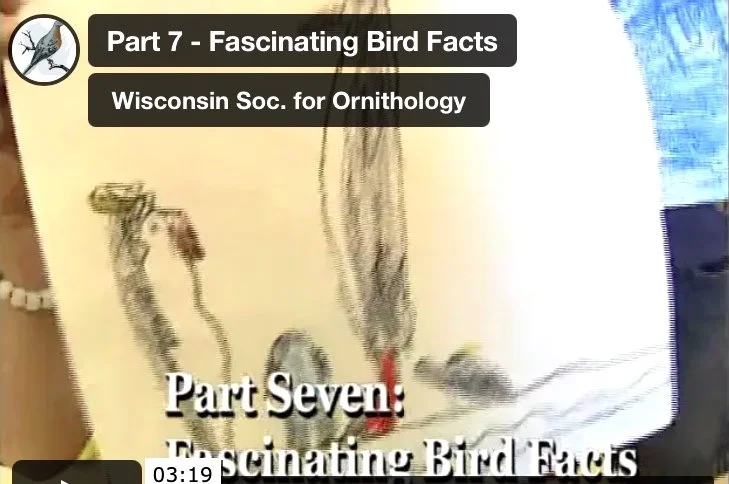 Part 7 - Fascinating Bird Facts