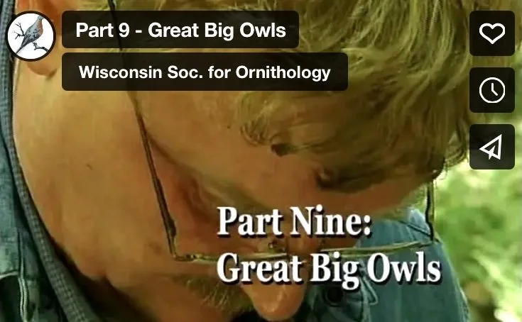 Part 9 - Great Big Owls