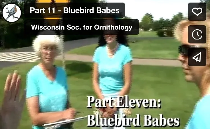 Part 11 - Bluebird Babes