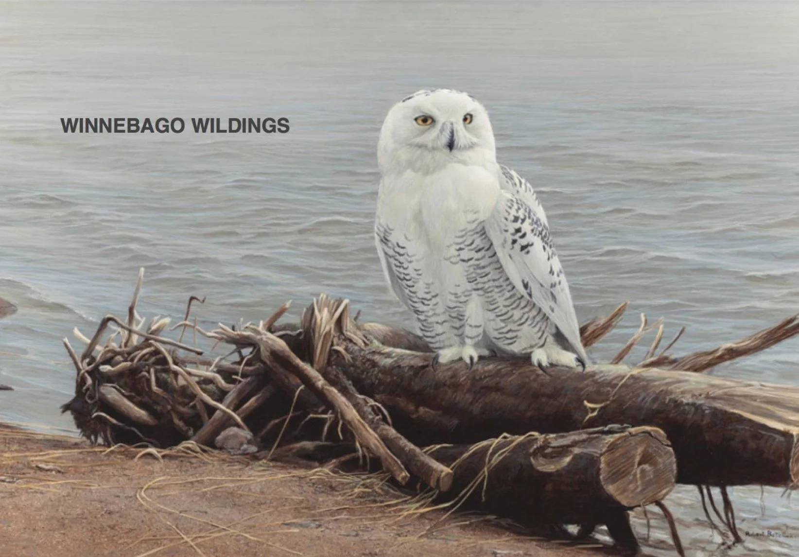 Winnebago Wildings