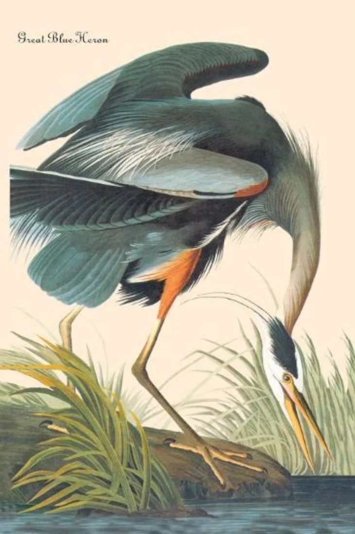 Bird Art by J.J. Audubon