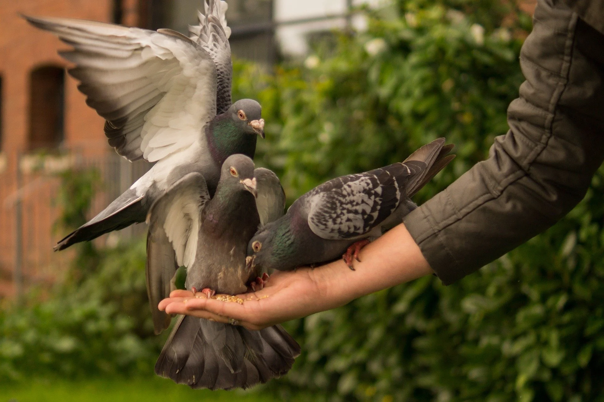 The Pigeon Project
