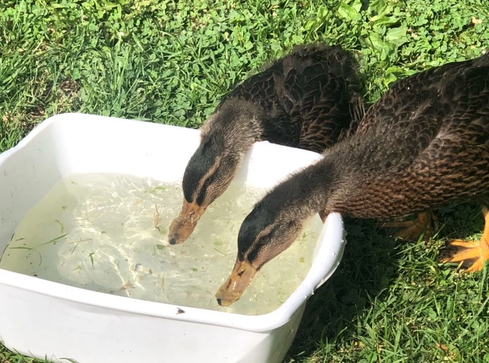 The Duck Project