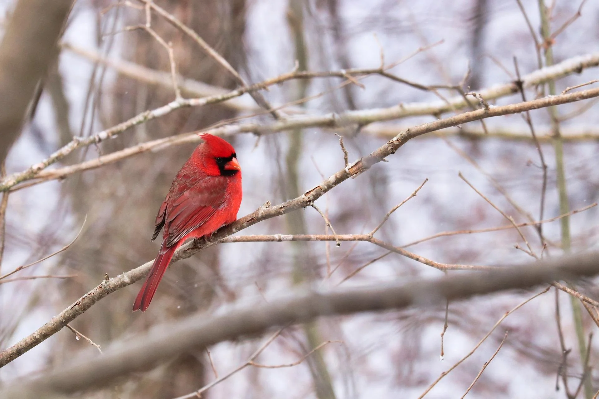 Christmas Bird Census