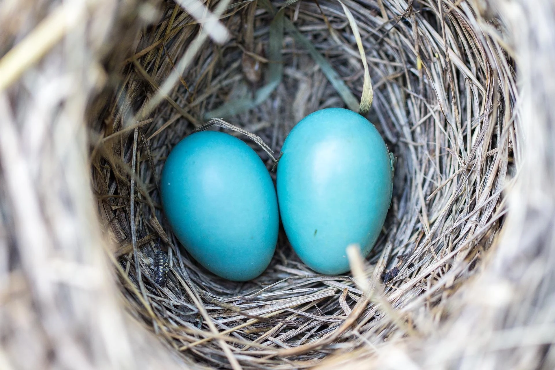 Nest Watch