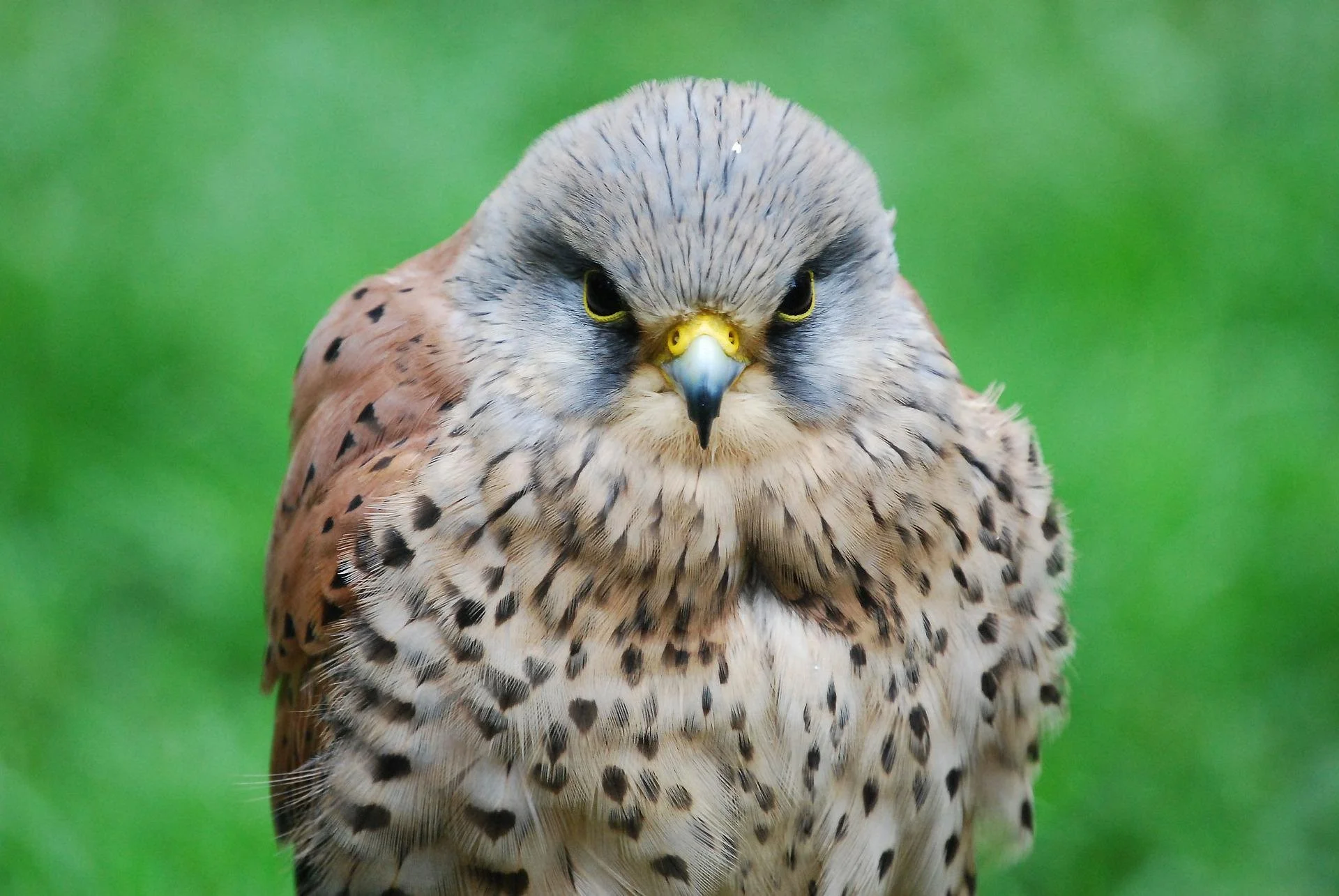 Fond du Lac Audubon Society