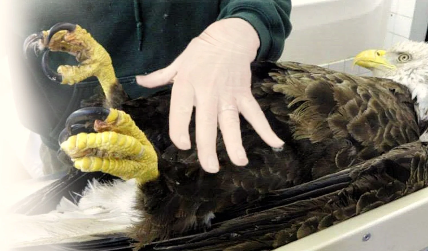 REGI Bird Rehabilitation