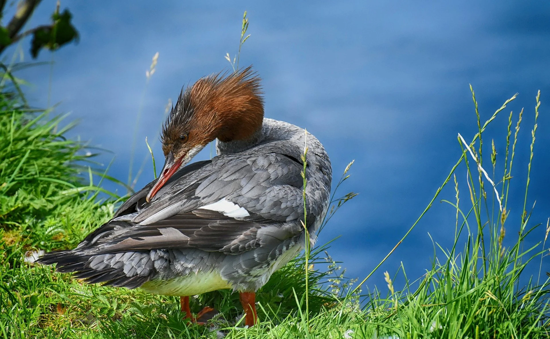 E-Bird
