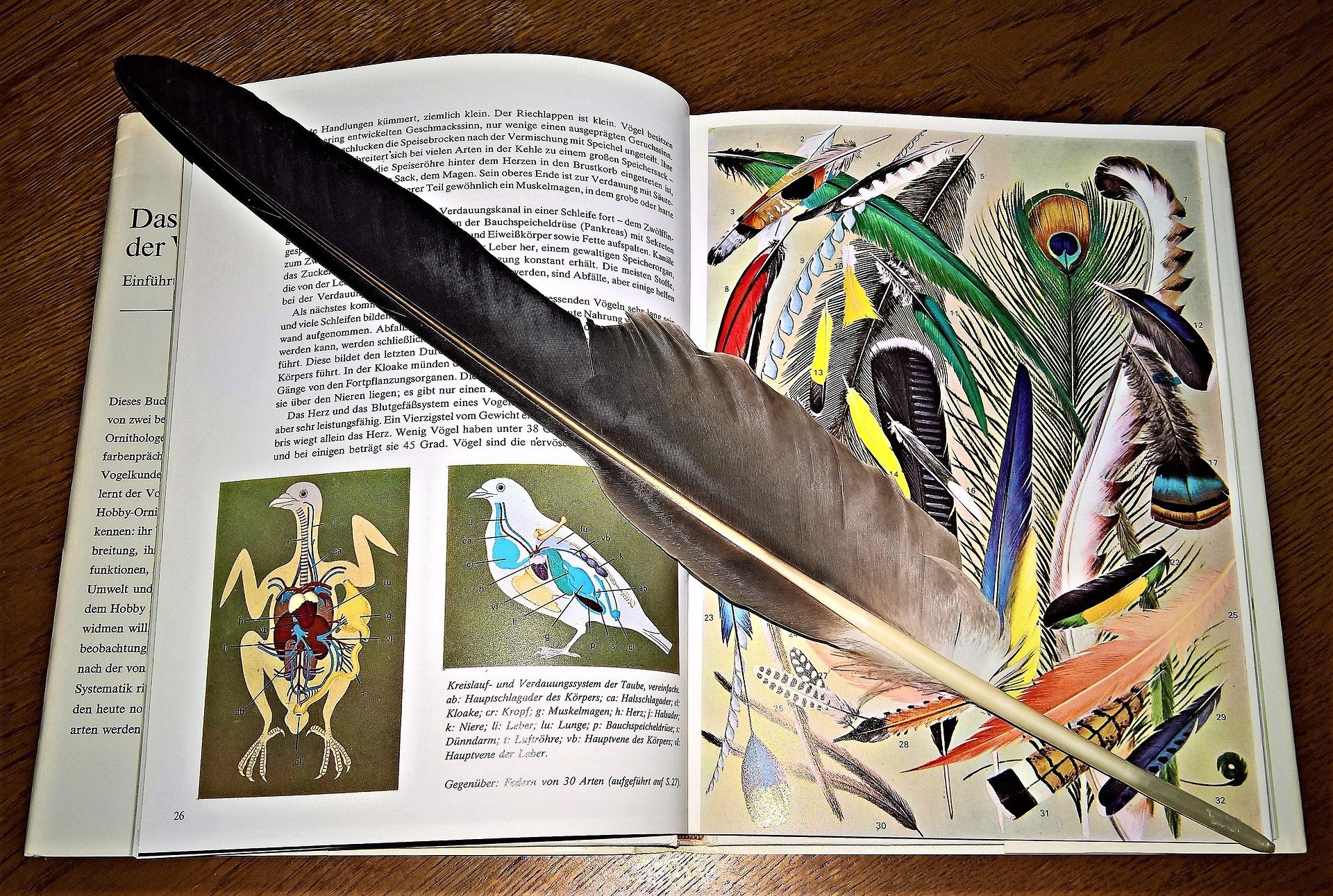 Introduction to Bird Science