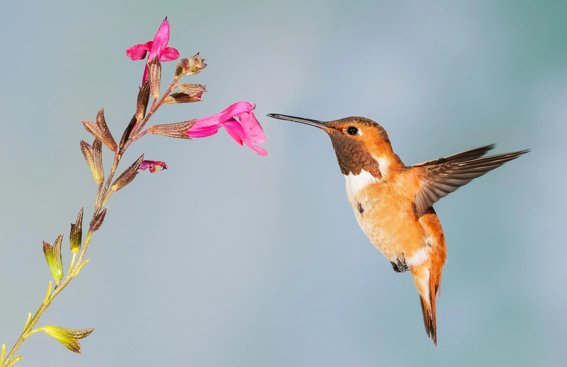 Science Project: Hummingbirds