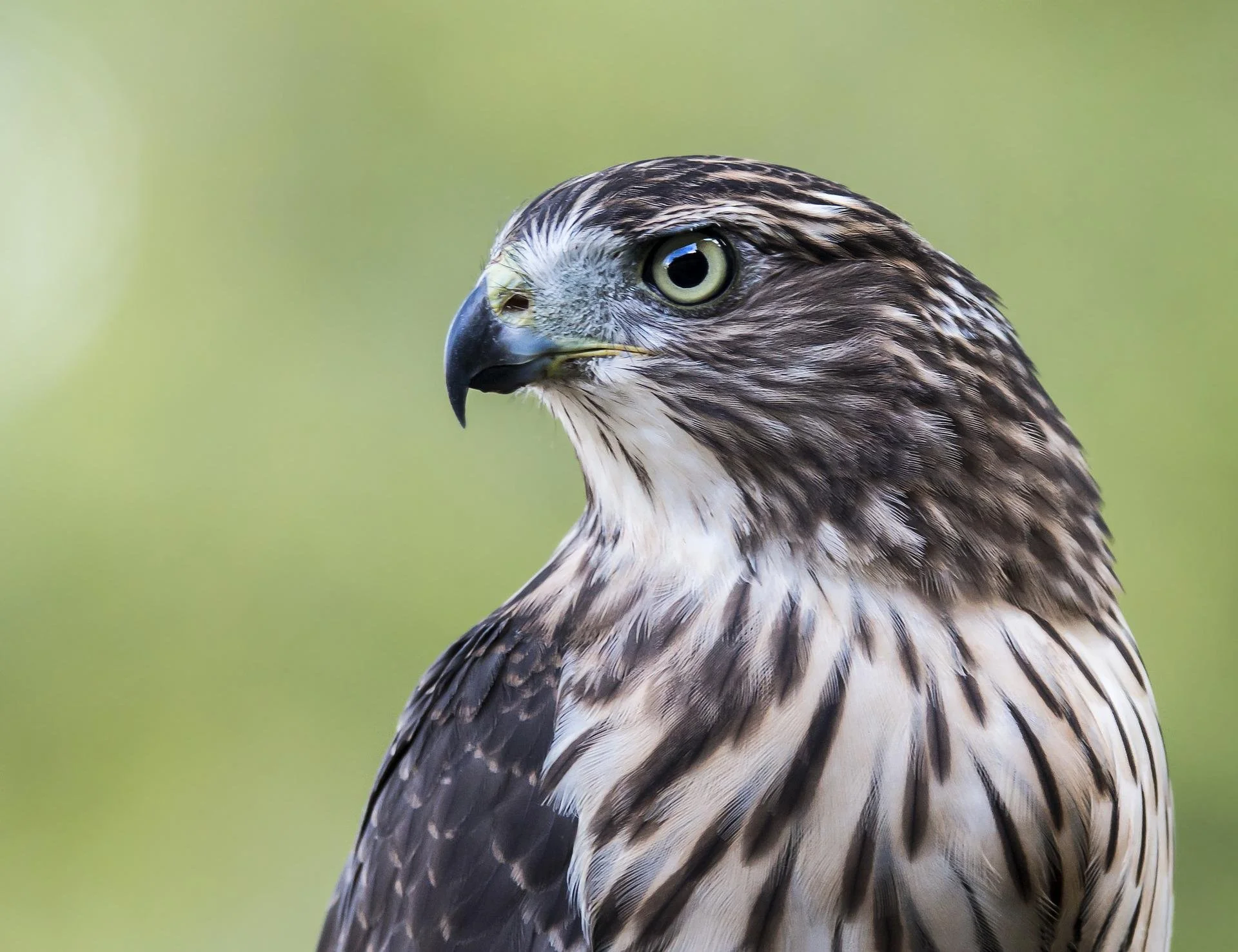 Science Project: Raptors