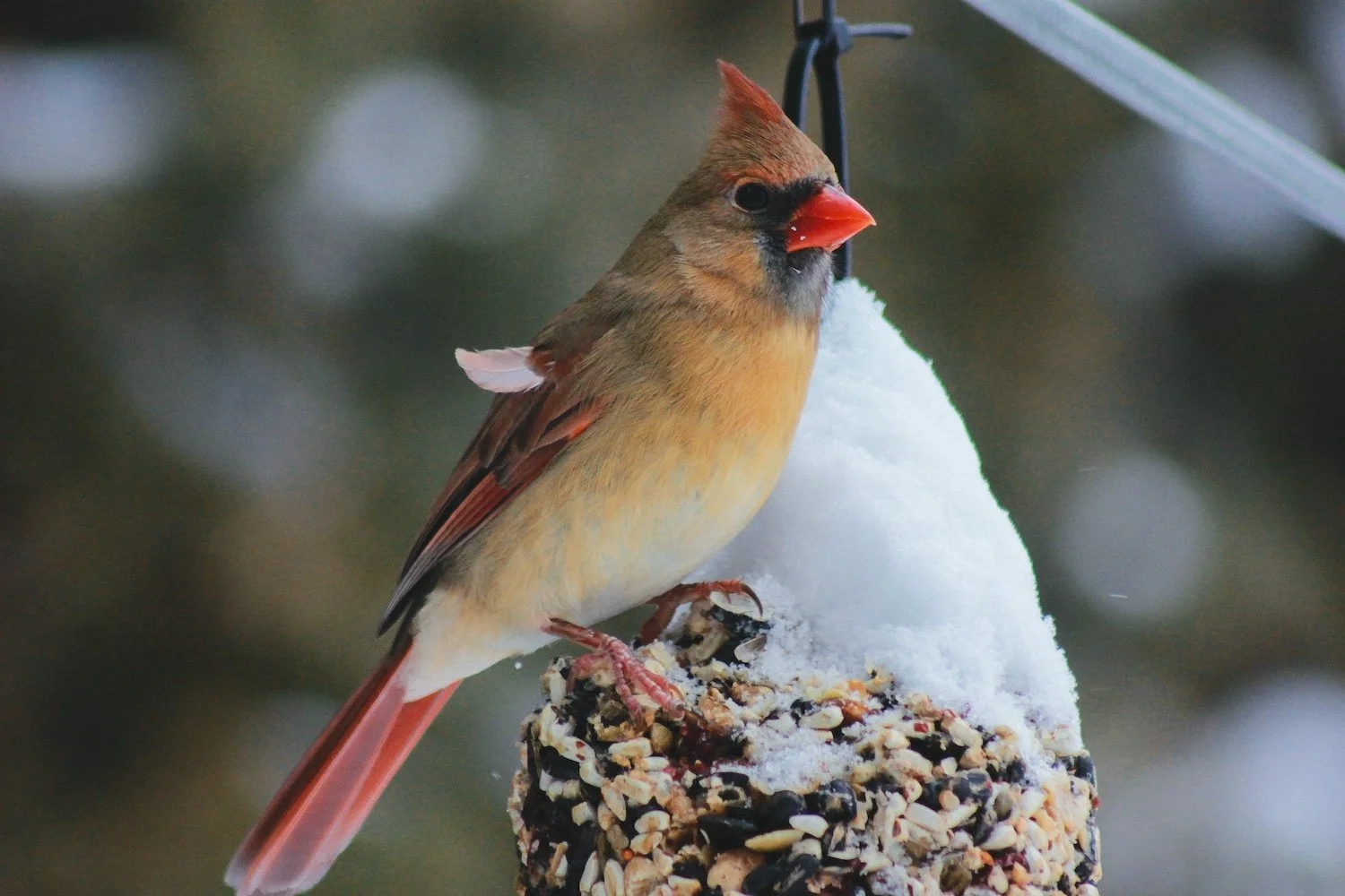 Project Feeder Watch