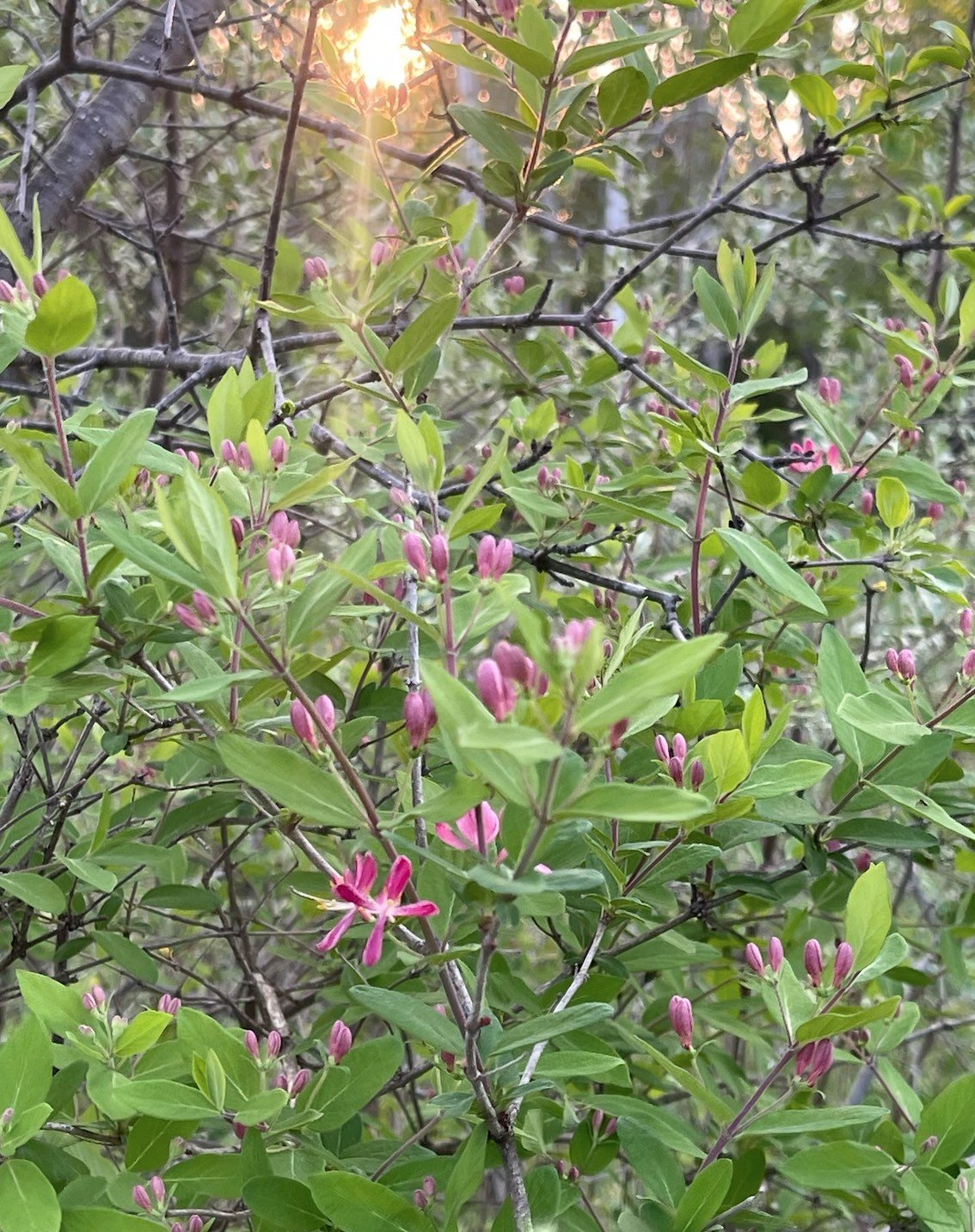 Honeysuckle Love