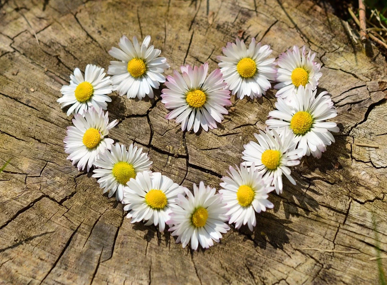 240-tdd-daisy-heart.jpg