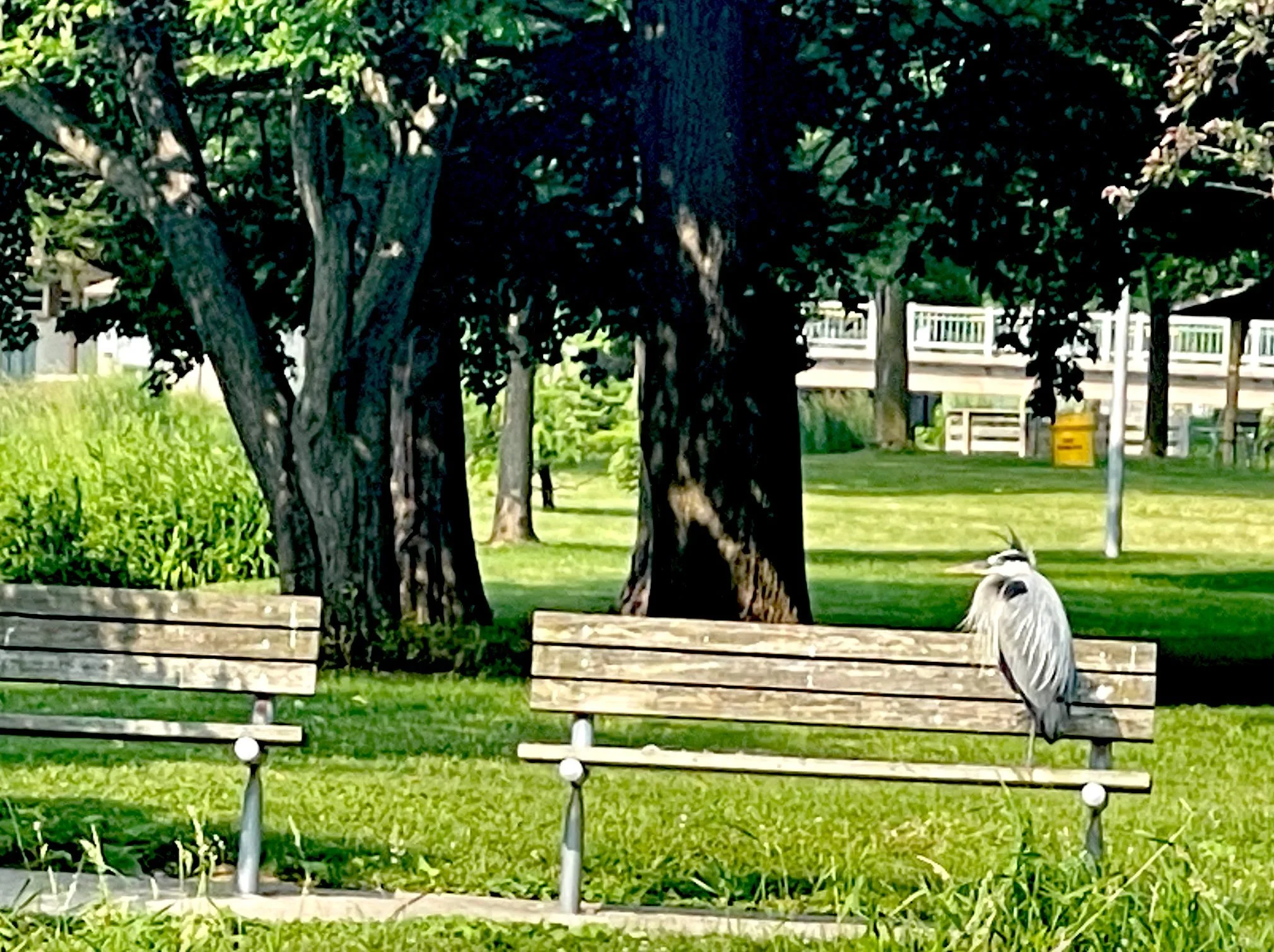 We Love Our Great Blue Heron