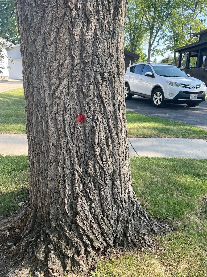 Red Dot Trees