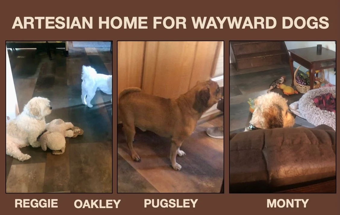 Artesian Home For Wayward Dogs