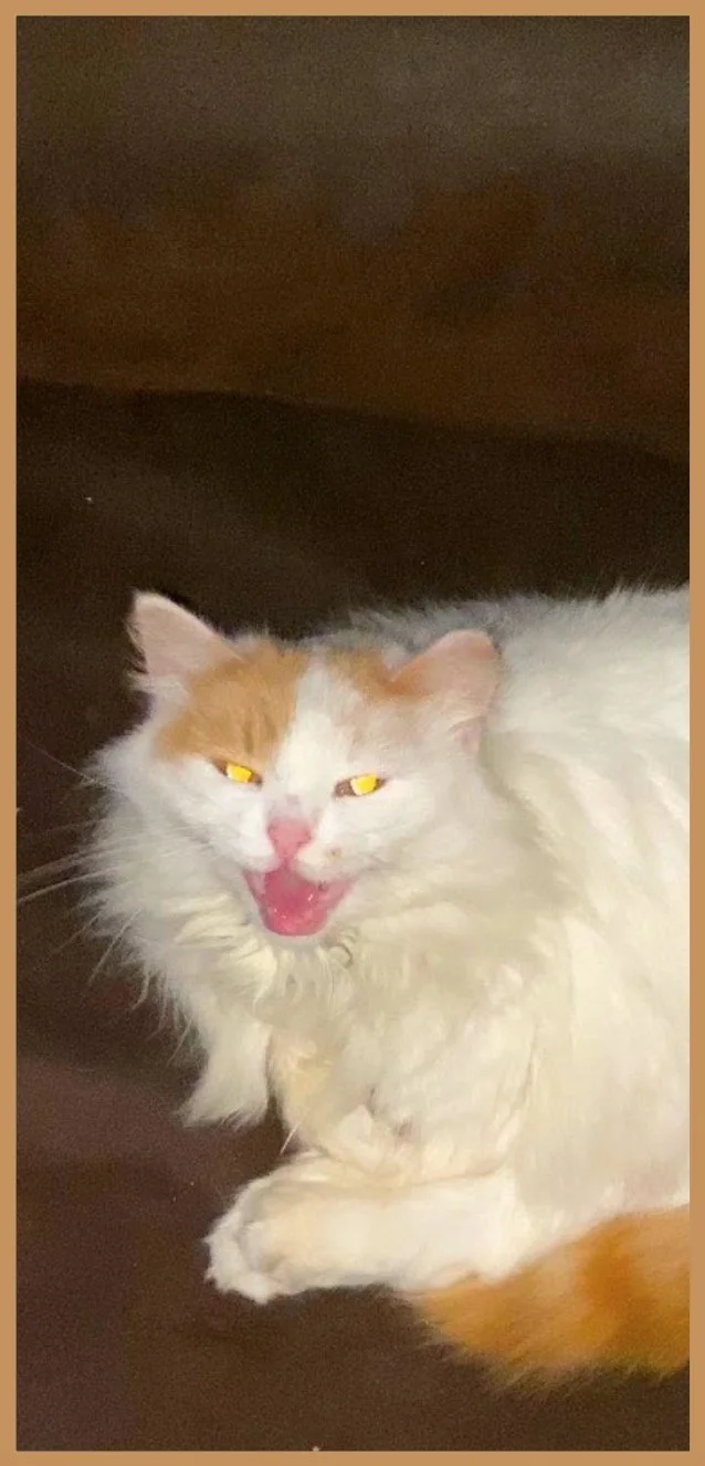 Nugget the Feral Cat