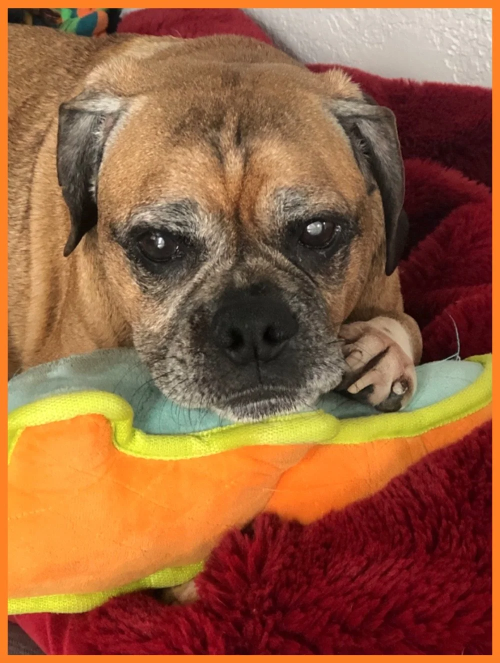 Pugsley, Our Blind Dog of Love and Magic