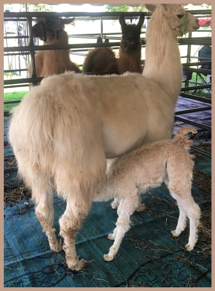 When Life Gives You Llamas, Make ...
