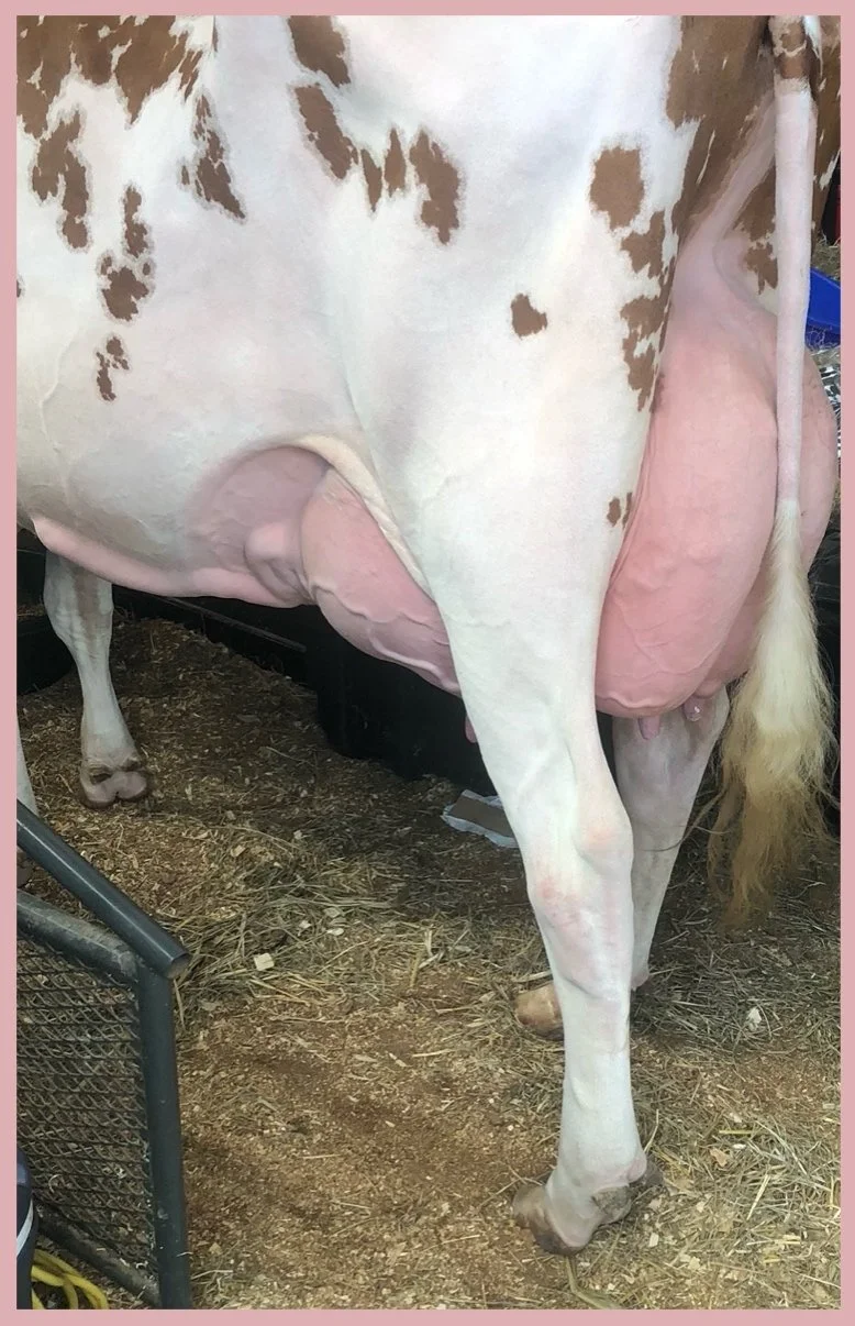 Marshfield Fair’s Holy Cow