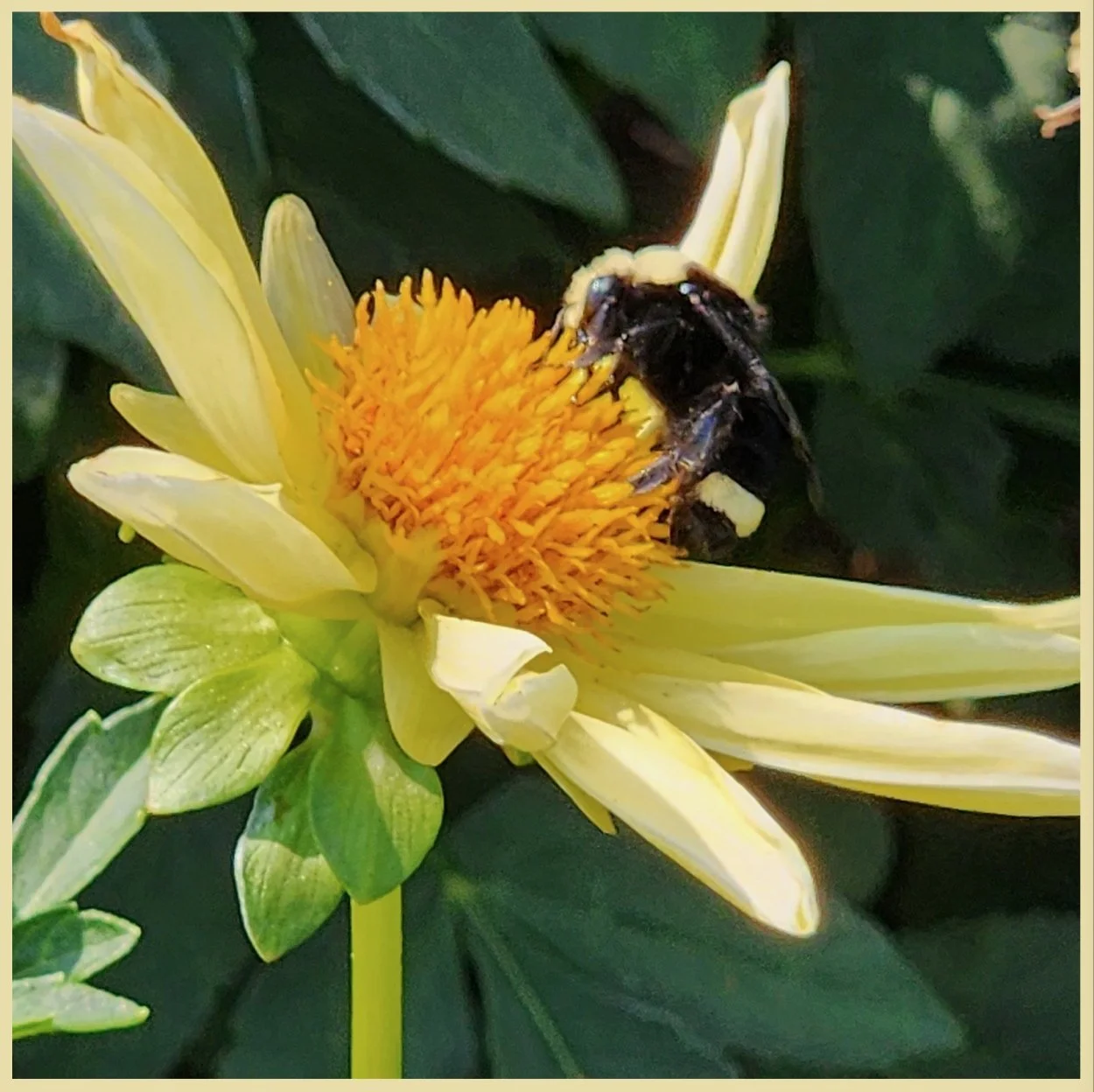 August 24, 2023 Swan Island Dahlia Farm