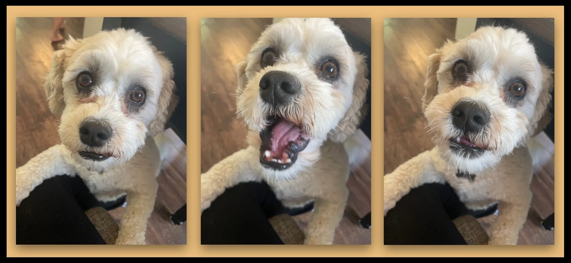 The Three Faces of Reggie