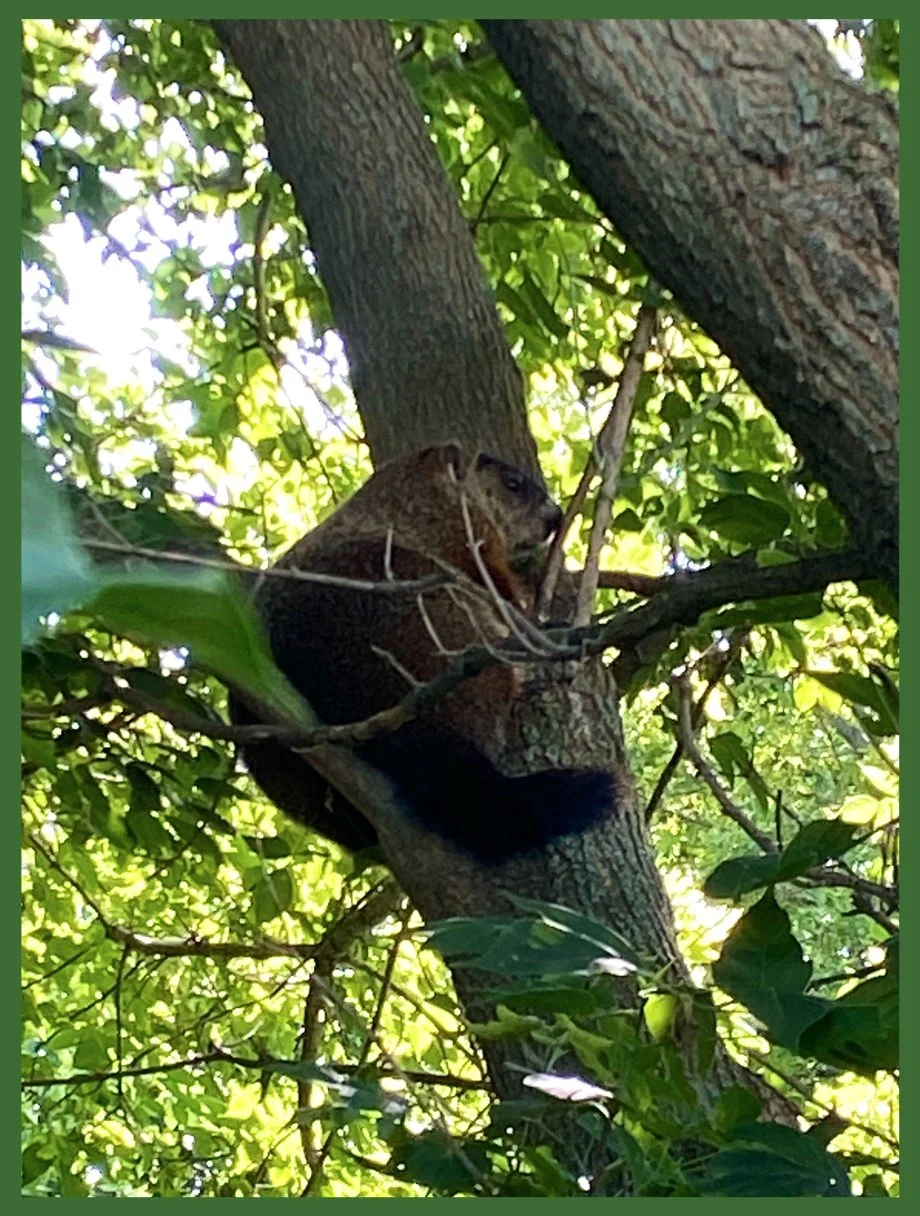 How Much Wood Can a Woodchuck Chuck?