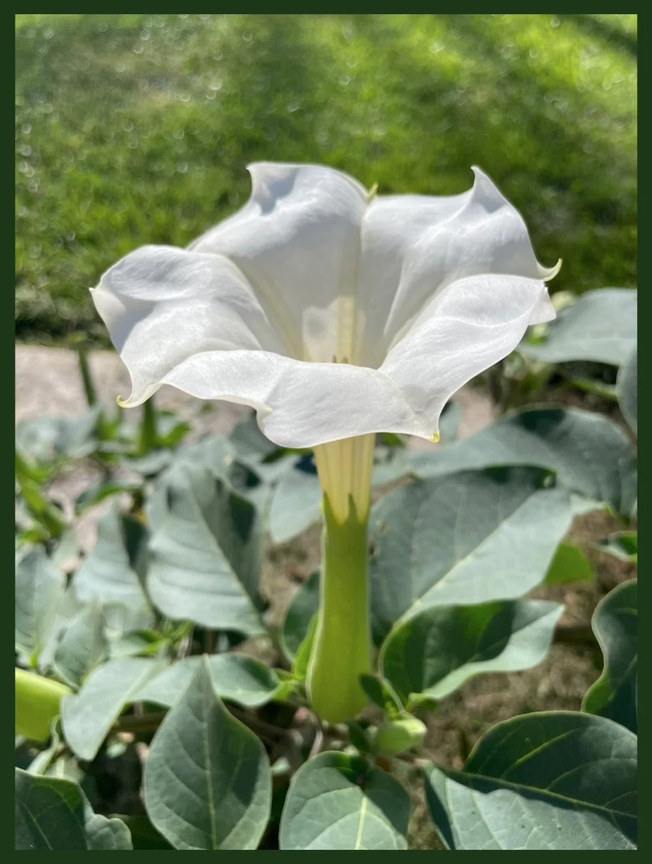 Backyard Moon Flower