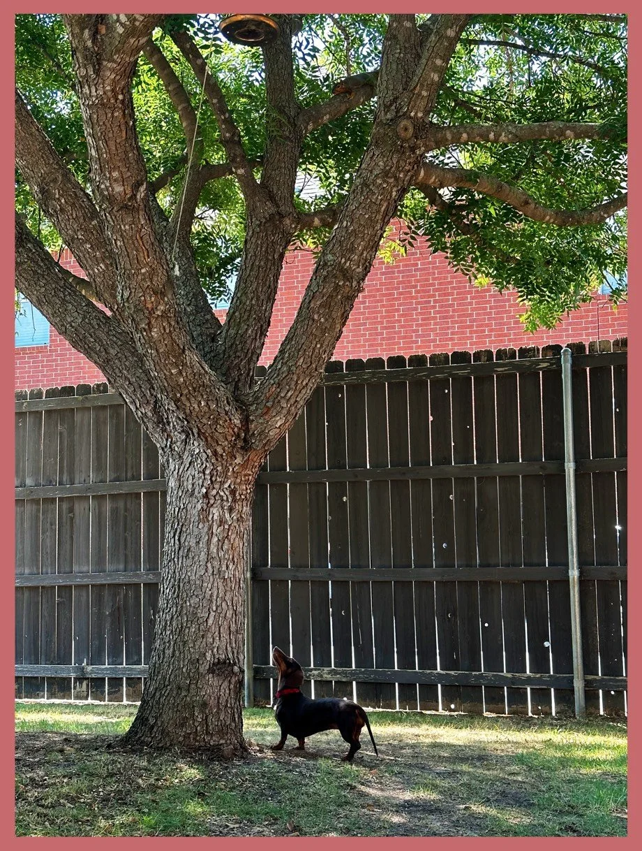 Hazel Spotted the Squirrel, Can You?