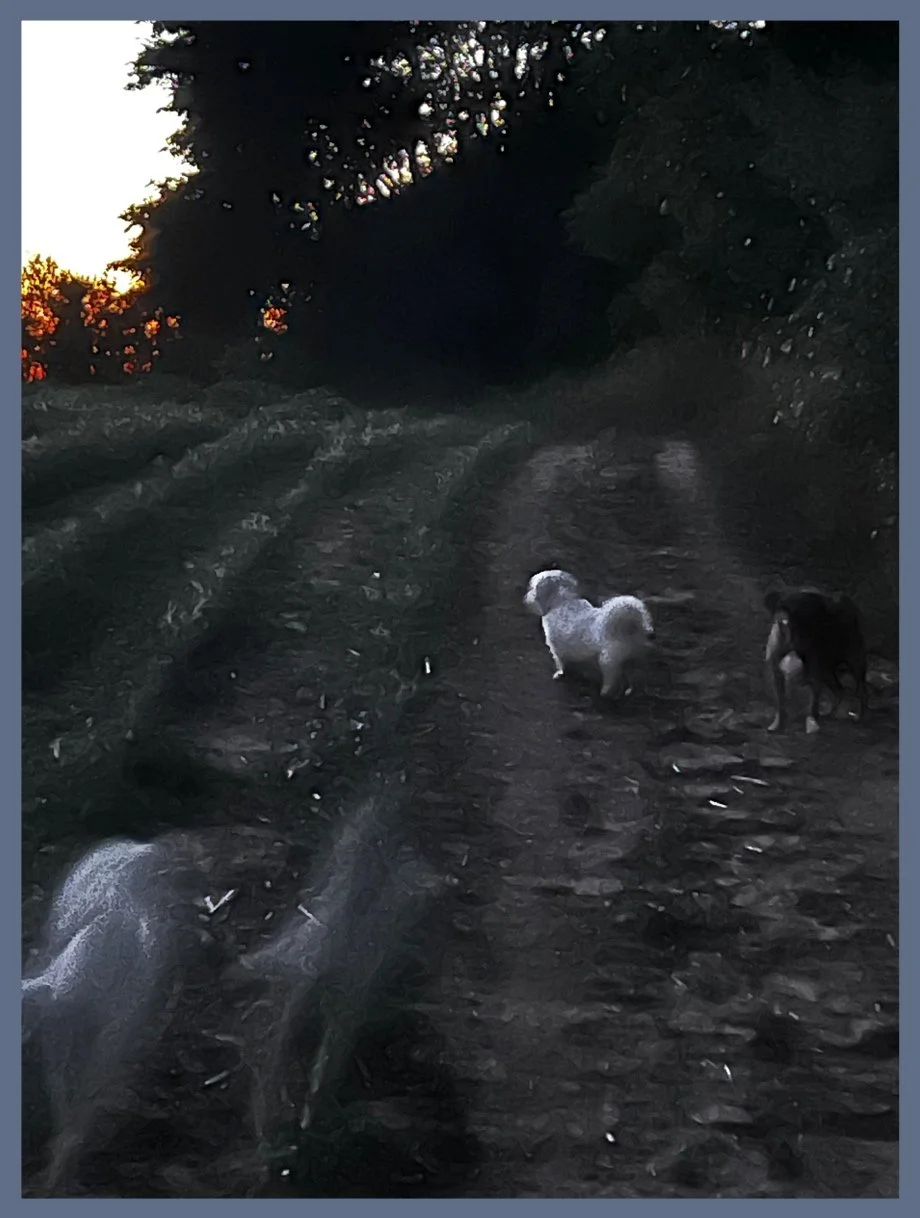 Ghost Dogs