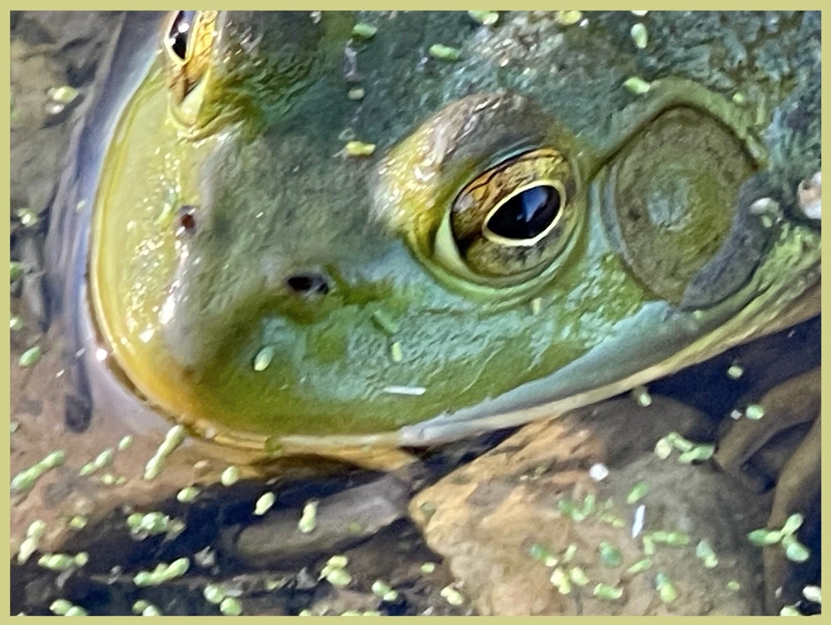 Meniscusfocus