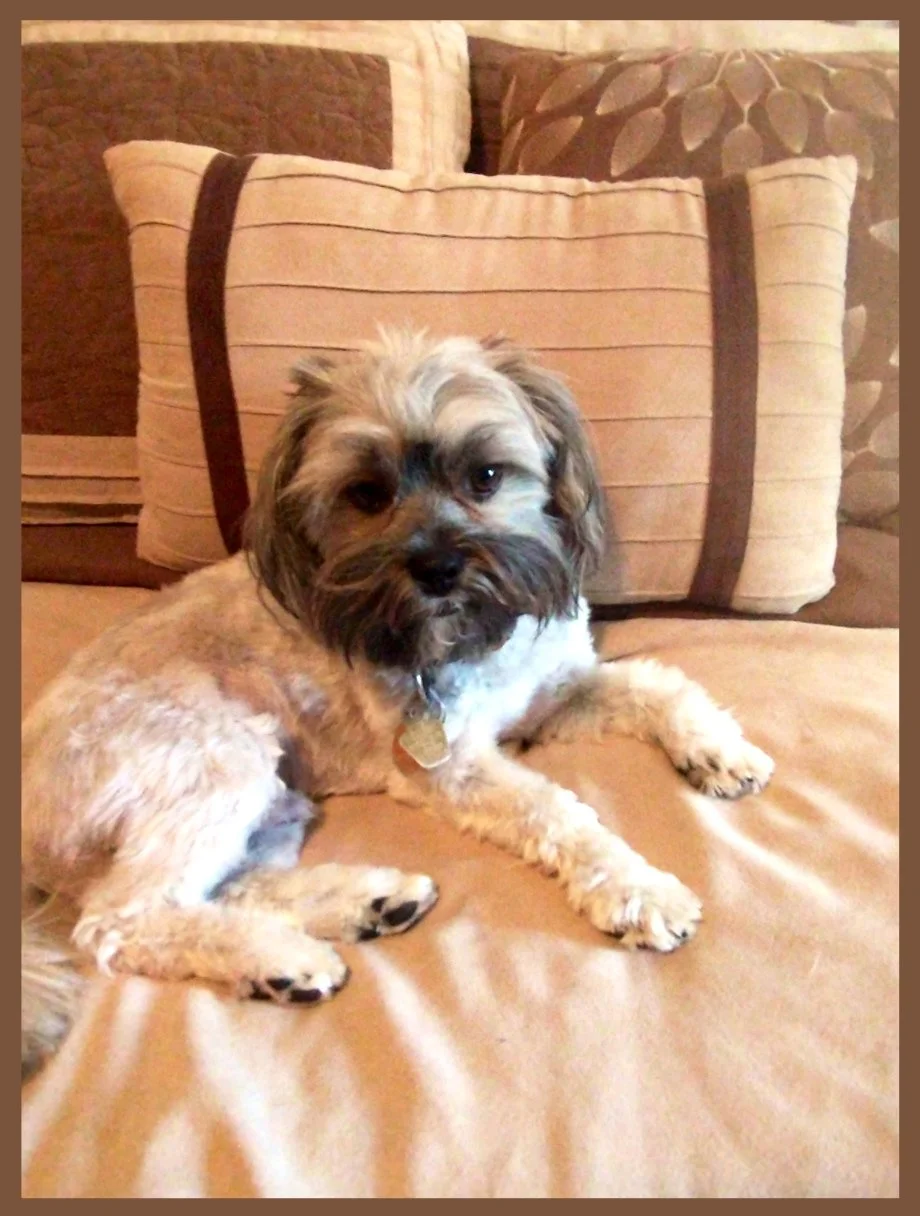 Sorry, Jagger. No Pets With Benefits!