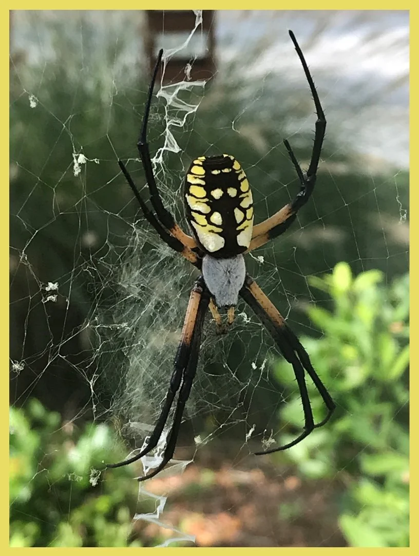 My Guardian Spider