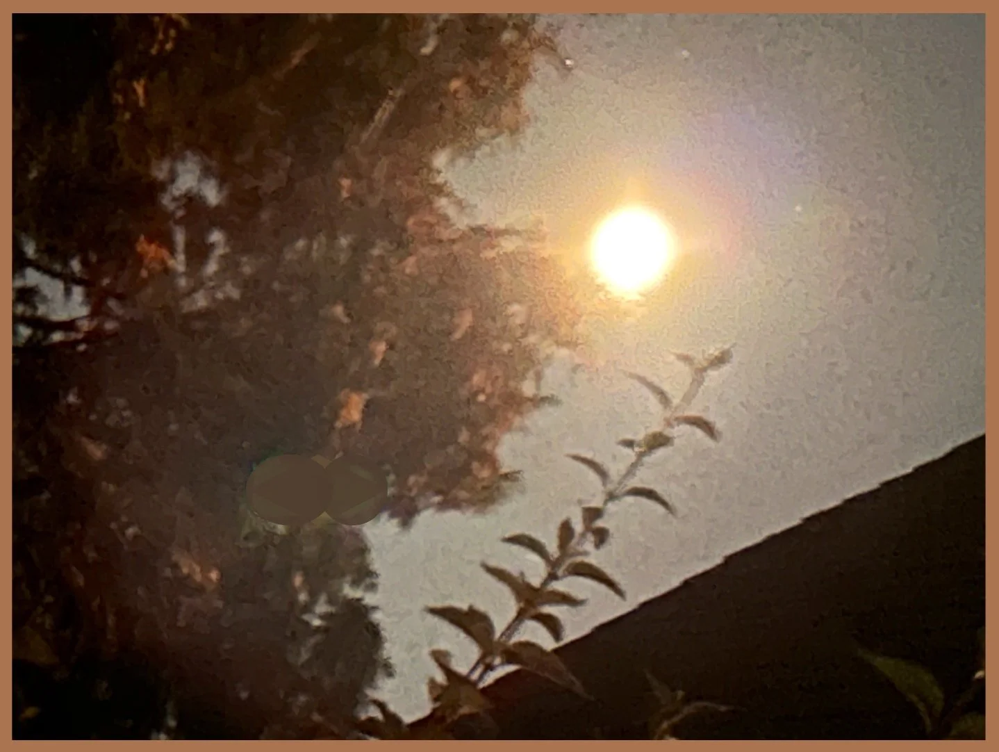 My Trees Face-off With the Blue Moon