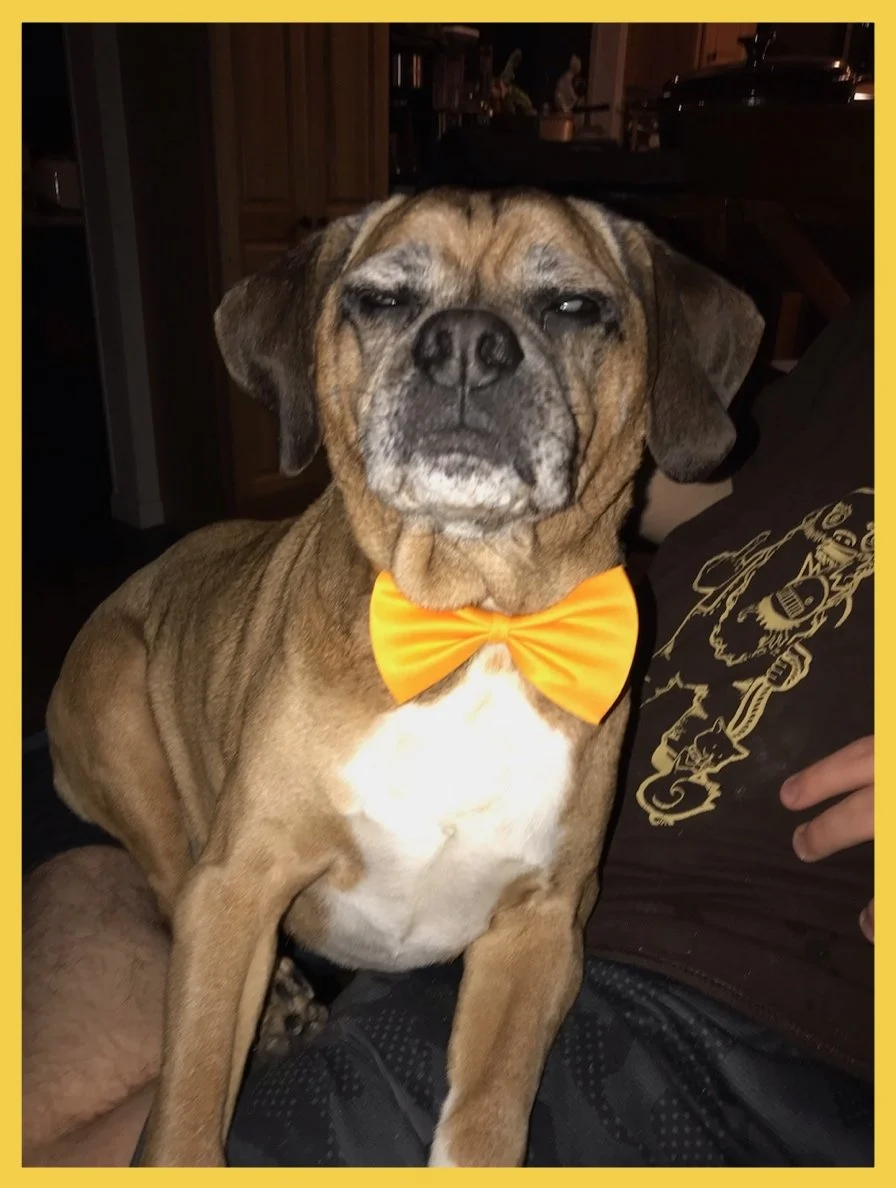 Gentleman Pugsley Puttin' On the Ritz