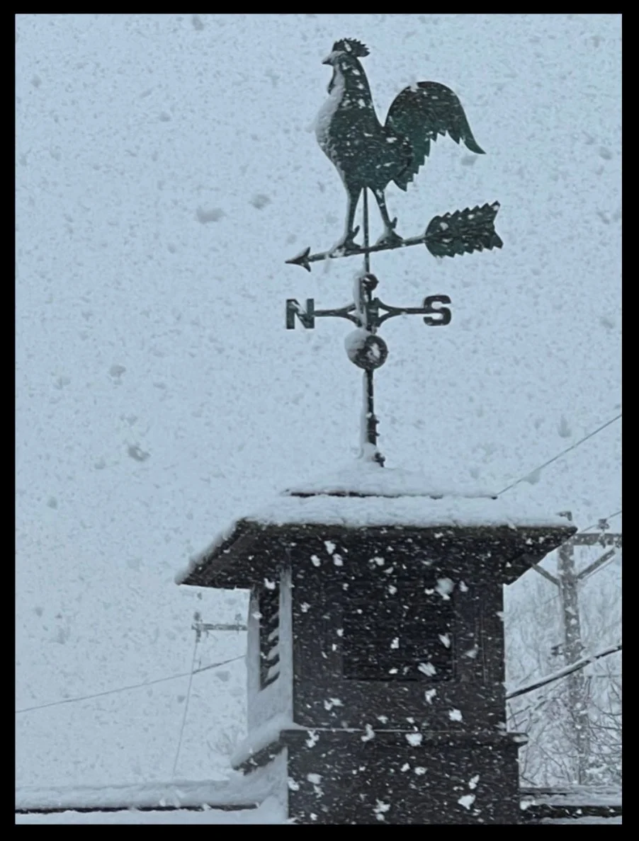 Paw's Pet Rooster Braving the Wind