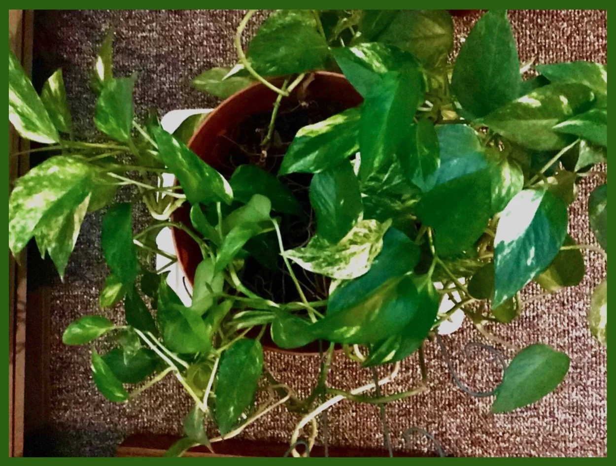 Still Tending Mom's Houseplant