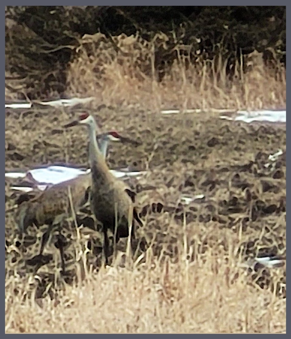 Spring Cranes