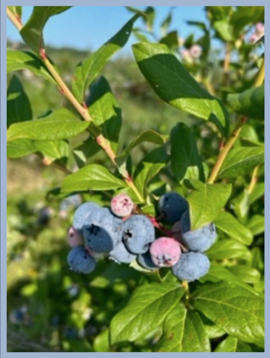 Blueberries in Various Stages of Ripeness
