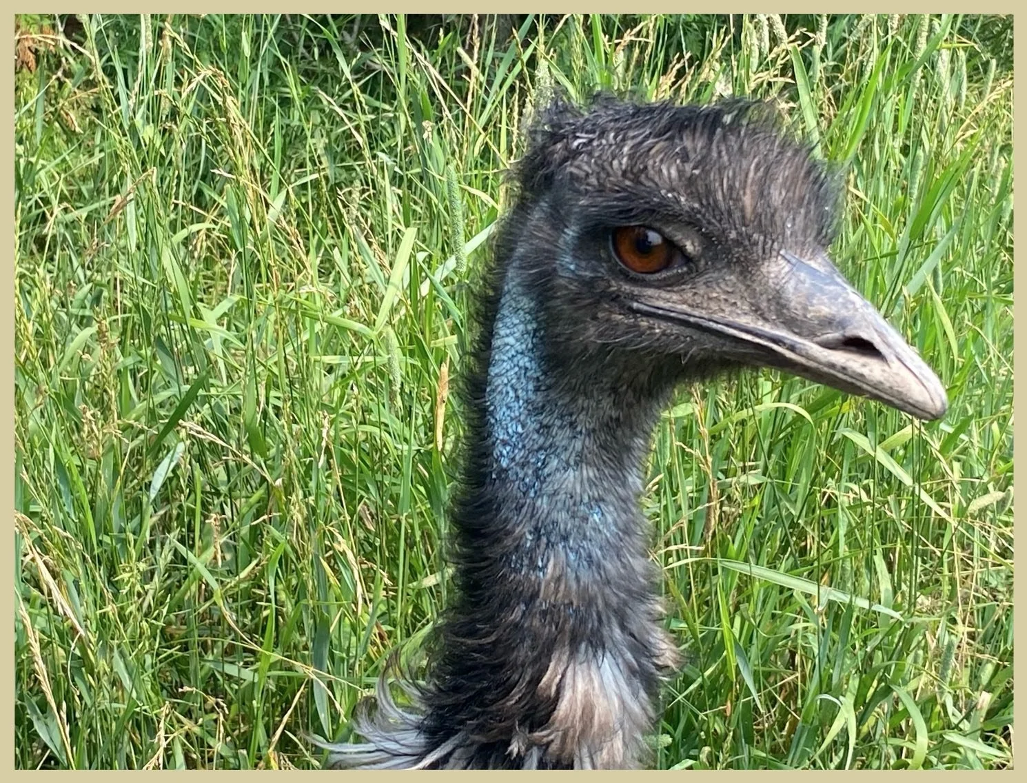 Emu Dreams