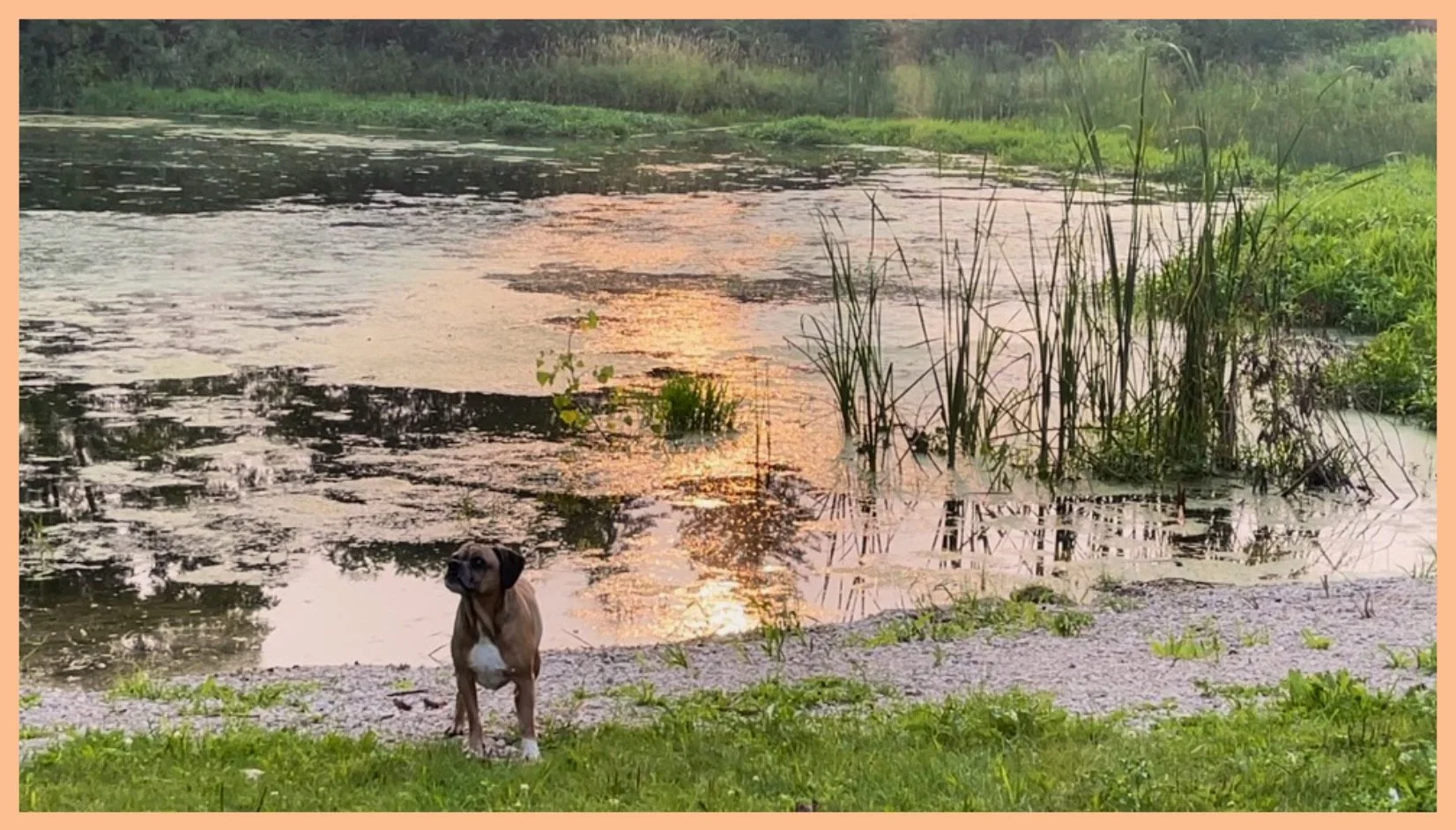 Protecting the Golden Pond