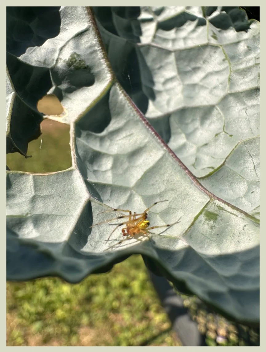 Garden Spider Protecting the Kale