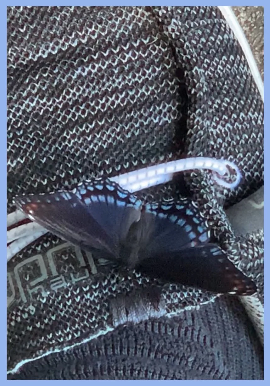 Butterfly Riding My Shoe