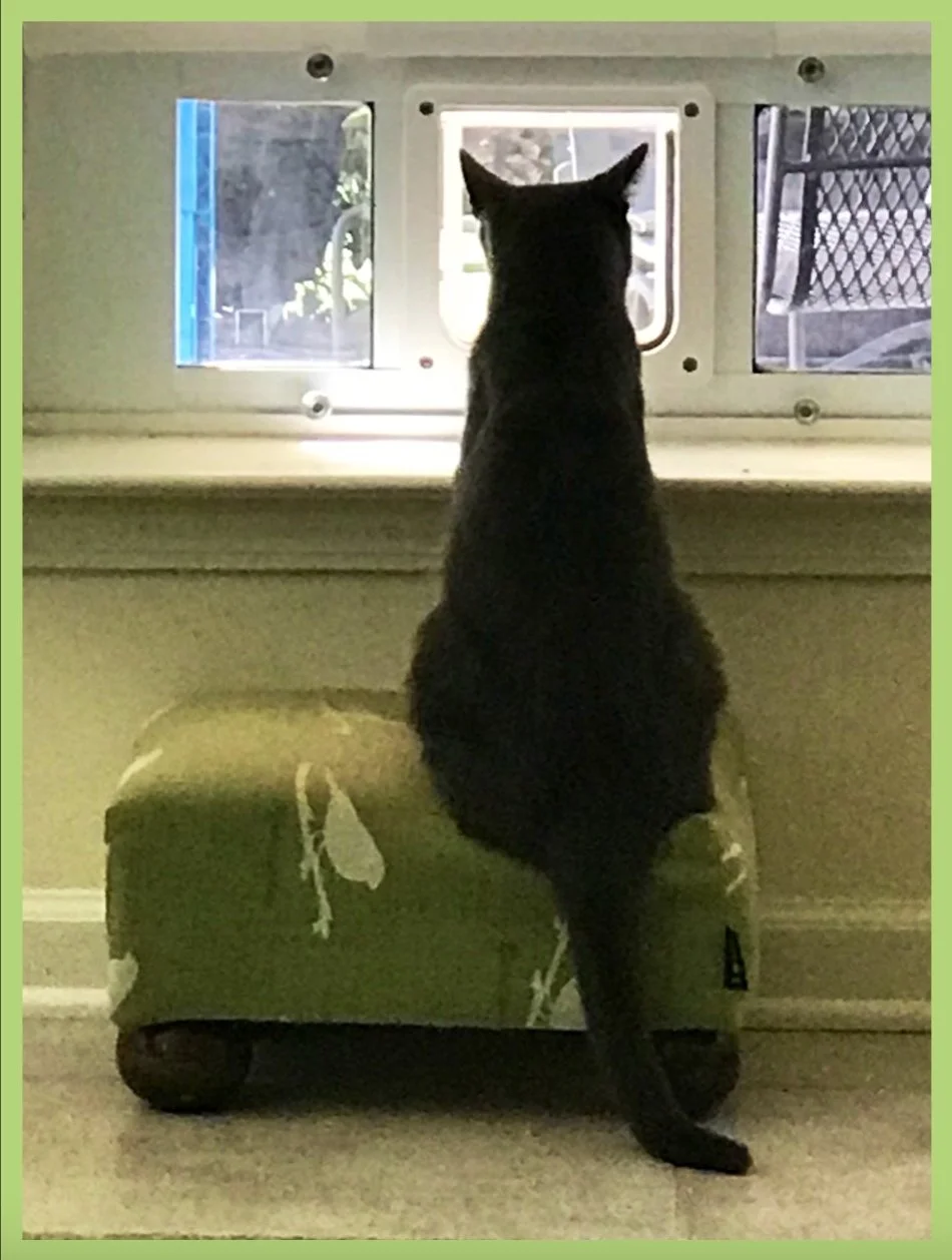 Neighborhood Watch