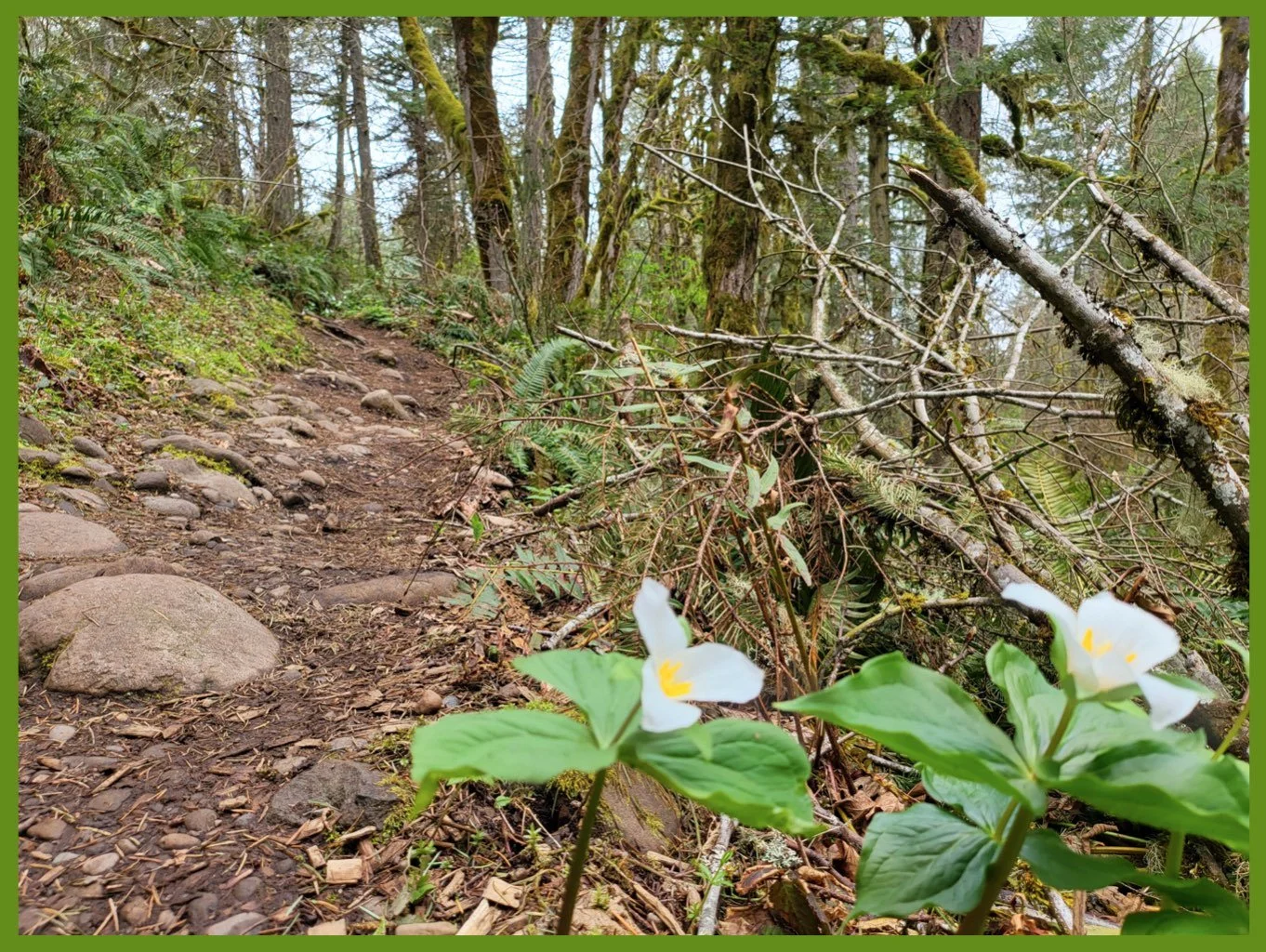 Trillium Trail