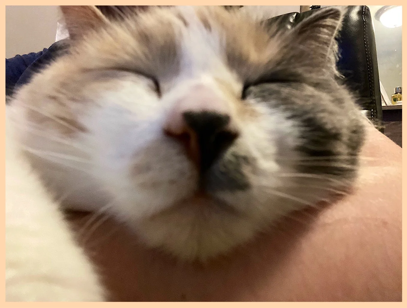 My Cat