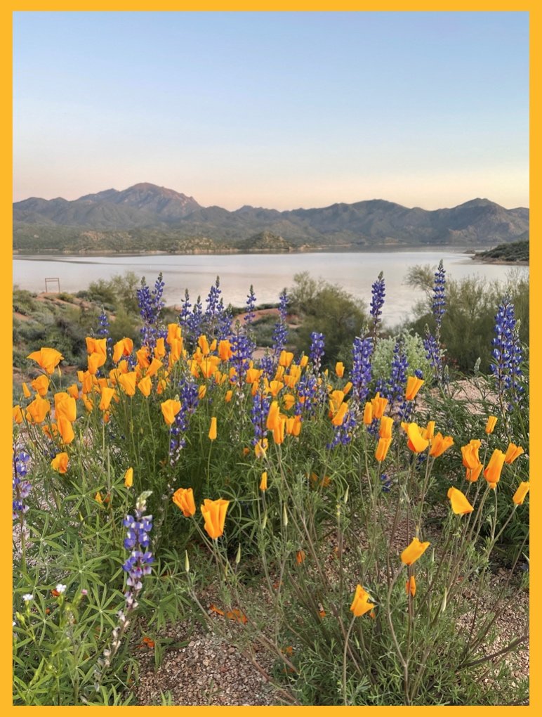 Wildflowers in the Beautiful Sonoran Desert
